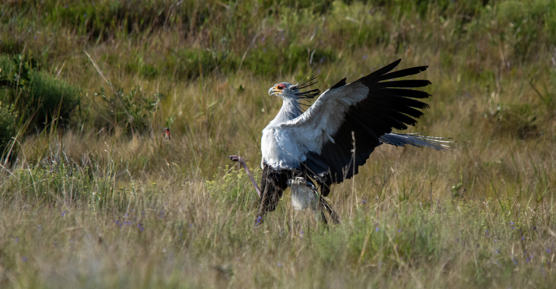 A Cultural Icon: The Secretary Bird | EcoTraining
